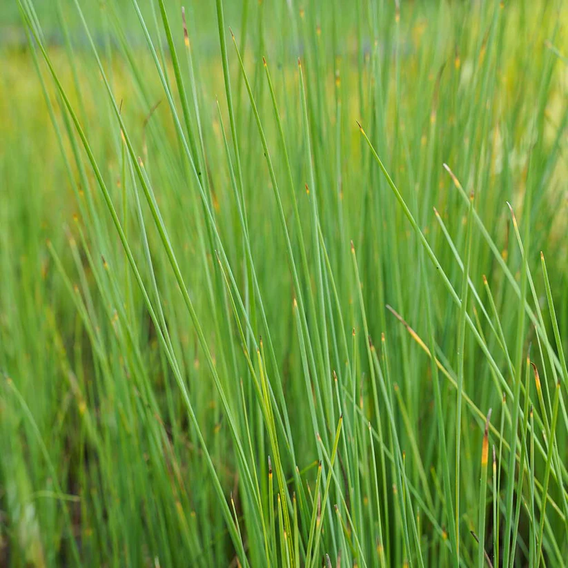 Zwerg Rohrkolben_Typha minima