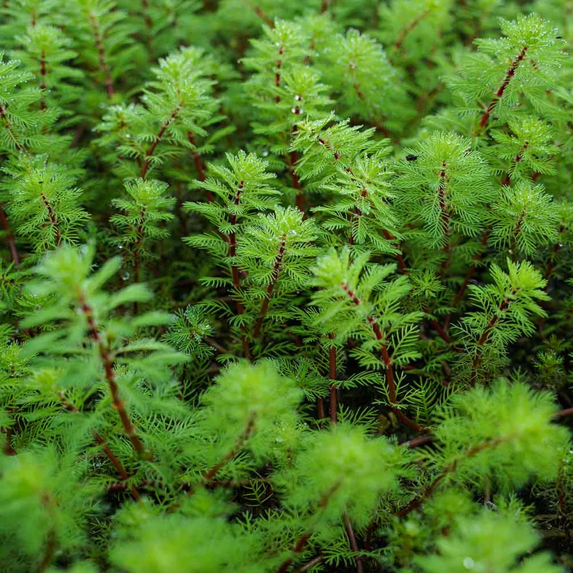 Tausendblatt_Myriophyllum hippuroides