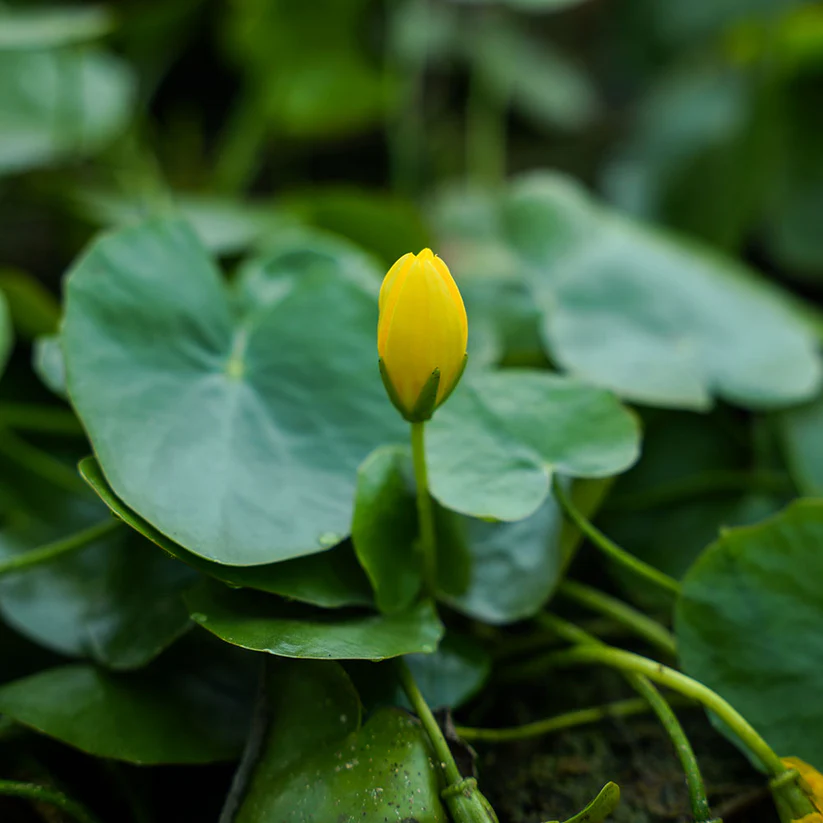 Seekanne | Nymphoides peltata