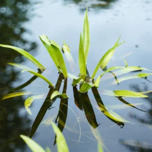 Krebsschere ohne Blüte