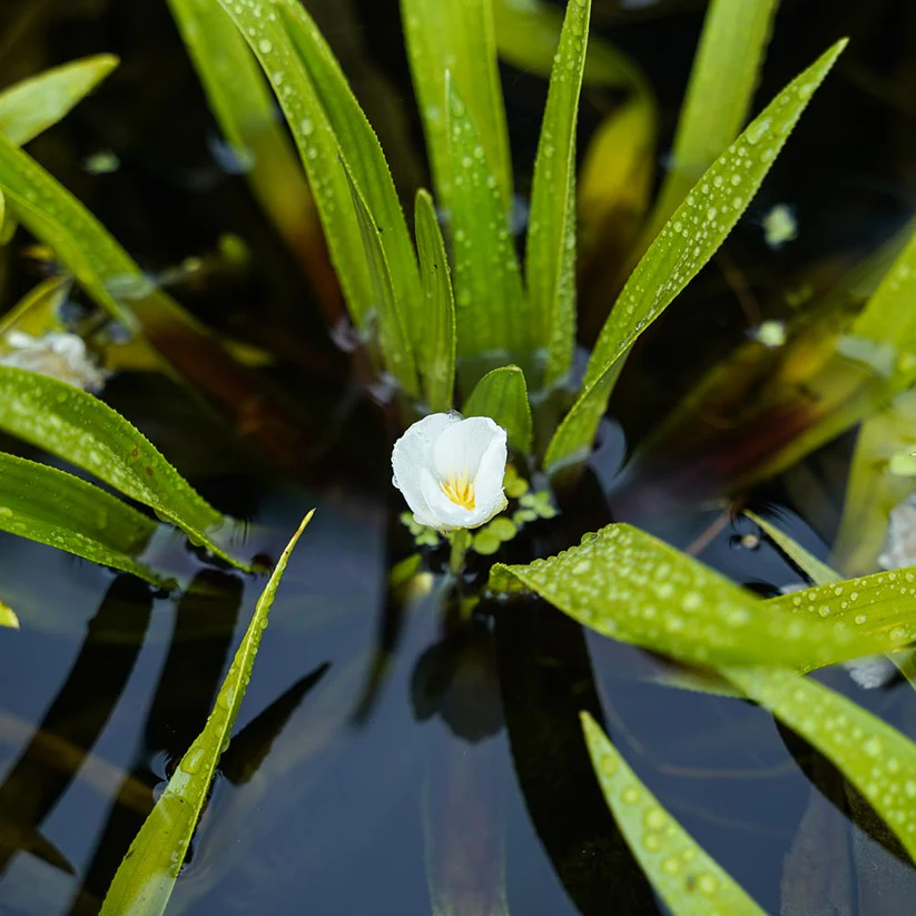 Krebsschere Blüte weiß