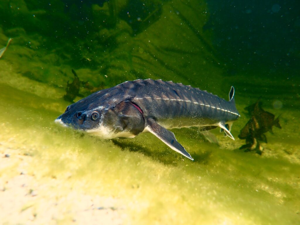 Stör_kein_Teichfisch