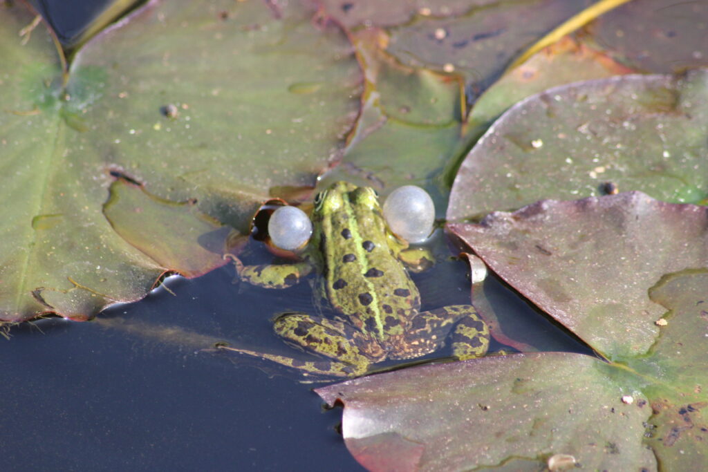 Teichfrosch im Naturteich