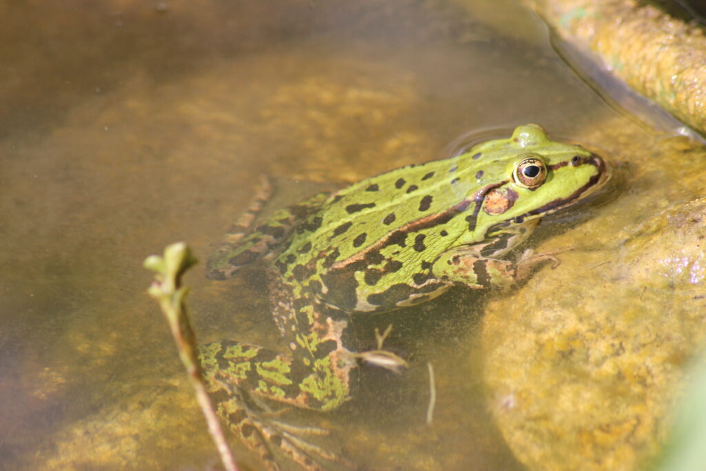 Naturteich mit Frosch