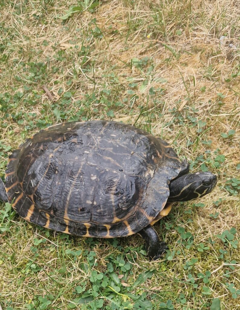 Wasserschildkröte