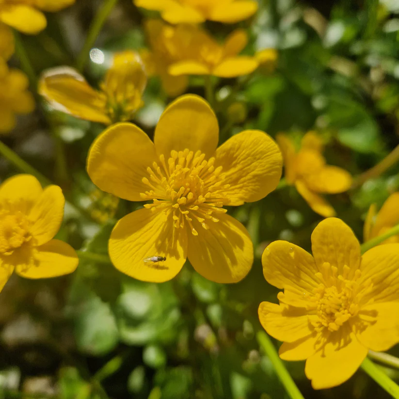 Sumpfdotterblume-Caltha palustris