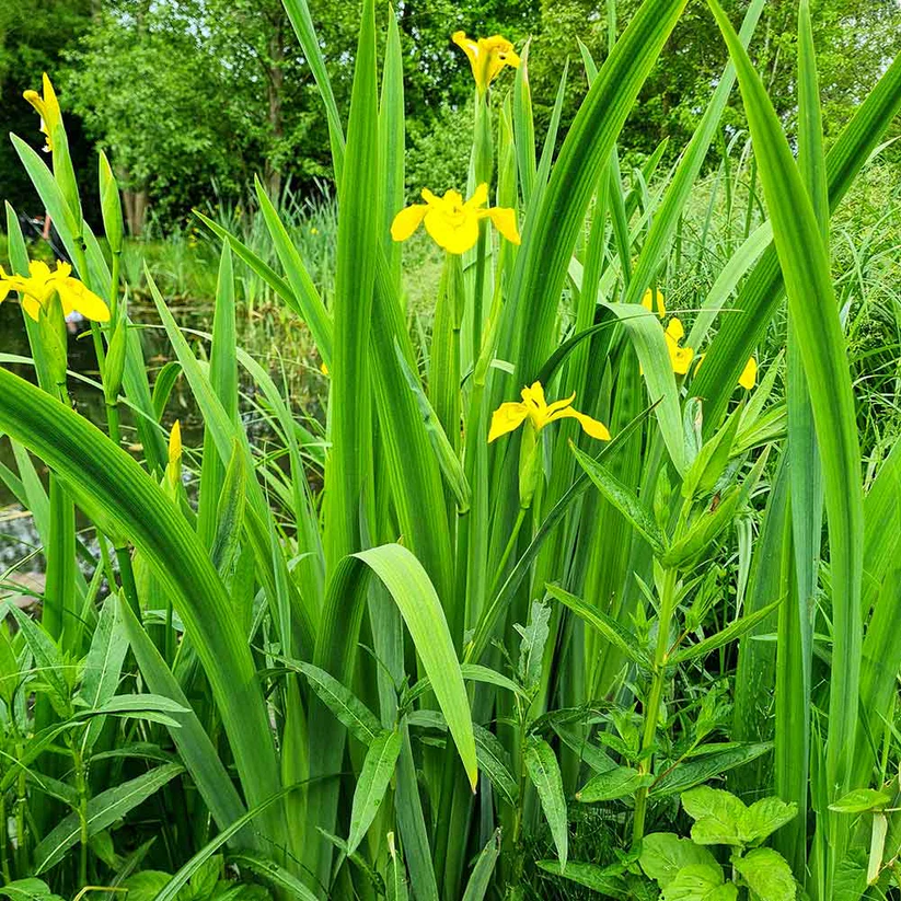 Sumpfschwertlilie im Gartenteich