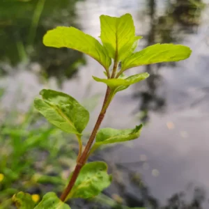 Wasserminze für Teichinseln