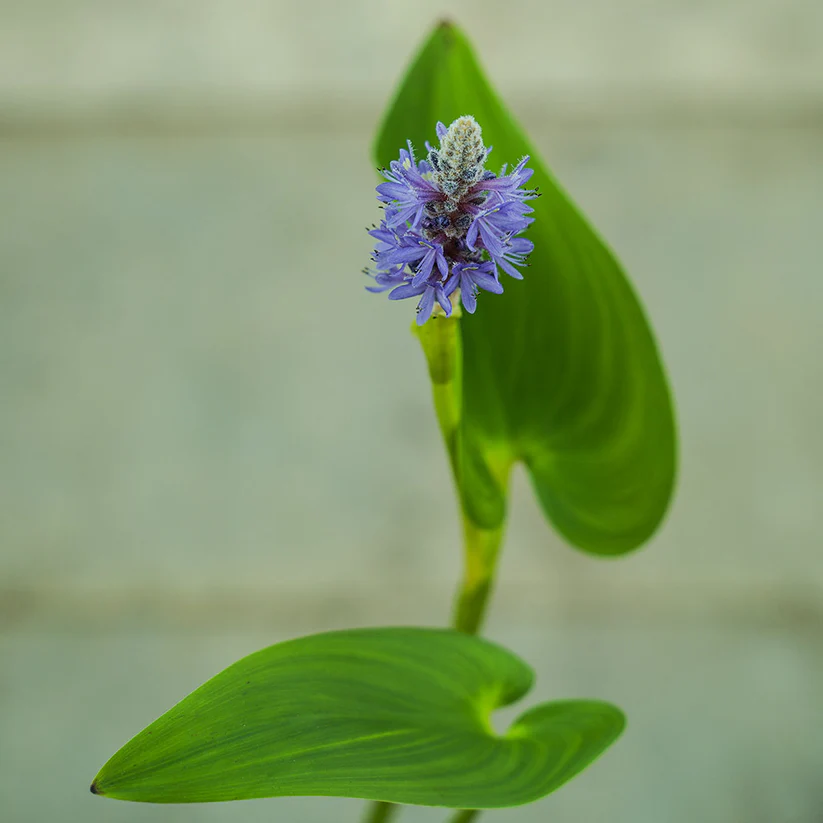 Hechtkraut mit Blüte