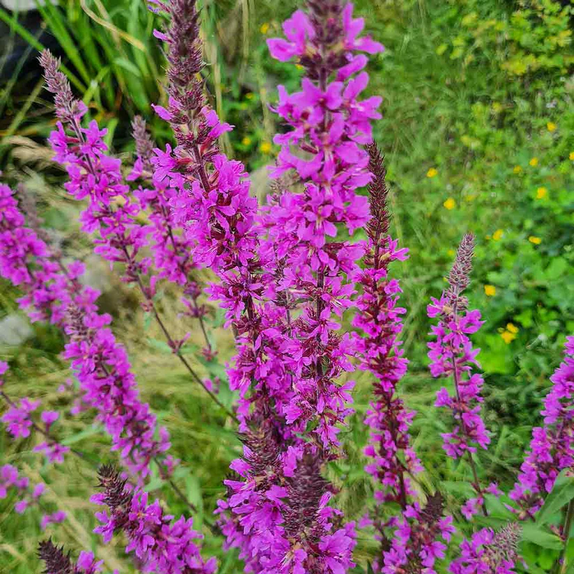 Blutweiderich Teichpflanze