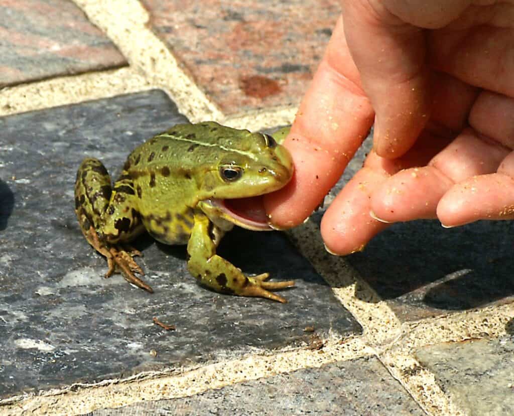 Teichfrosch zutraulich