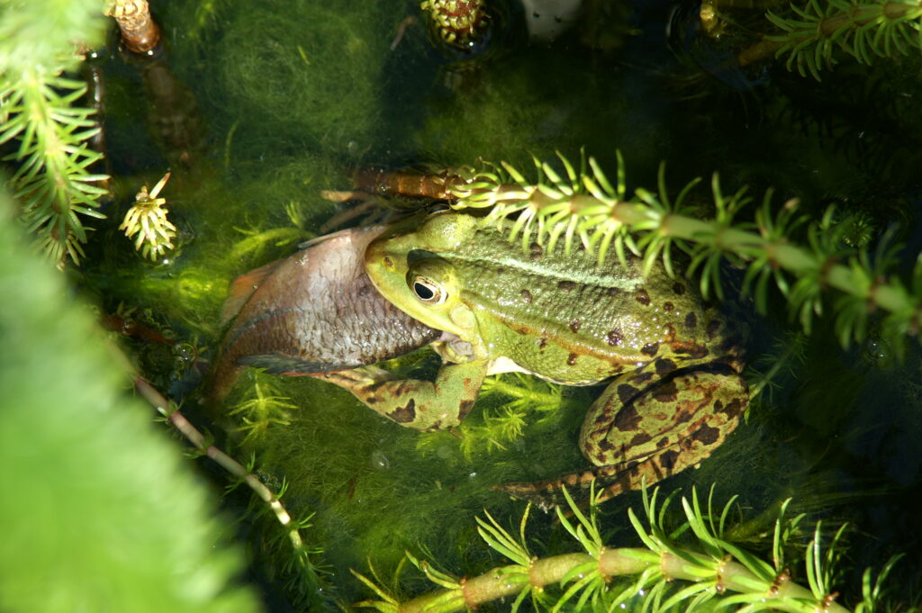 Frosch frisst Bitterling