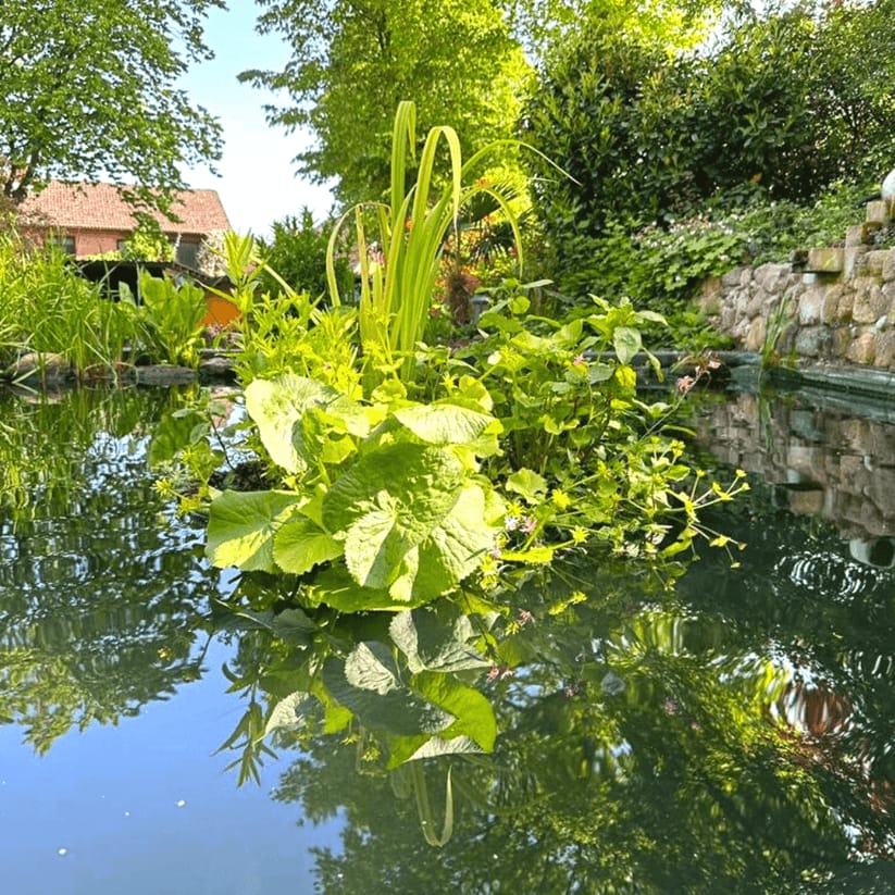 Schwimmende Teichpflanzeninsel