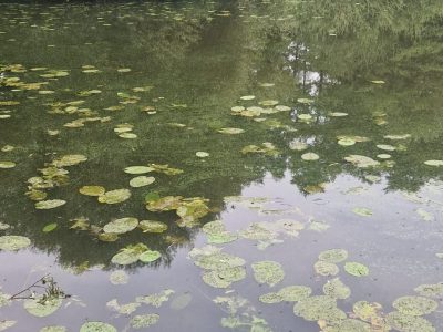 Blaualgen im Teich