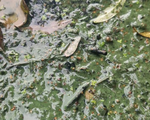 Blaualgen im Teich Typische Erscheinung