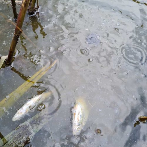 Fischsterben durch Sauerstoffmangel