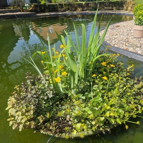 Schwimmende Pflanzeninsel auf Koiteich